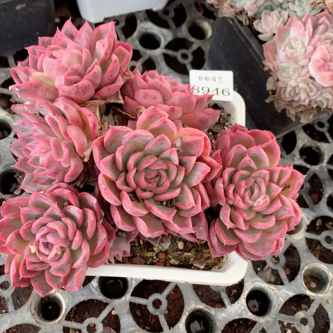 8946杂交多肉植物基地