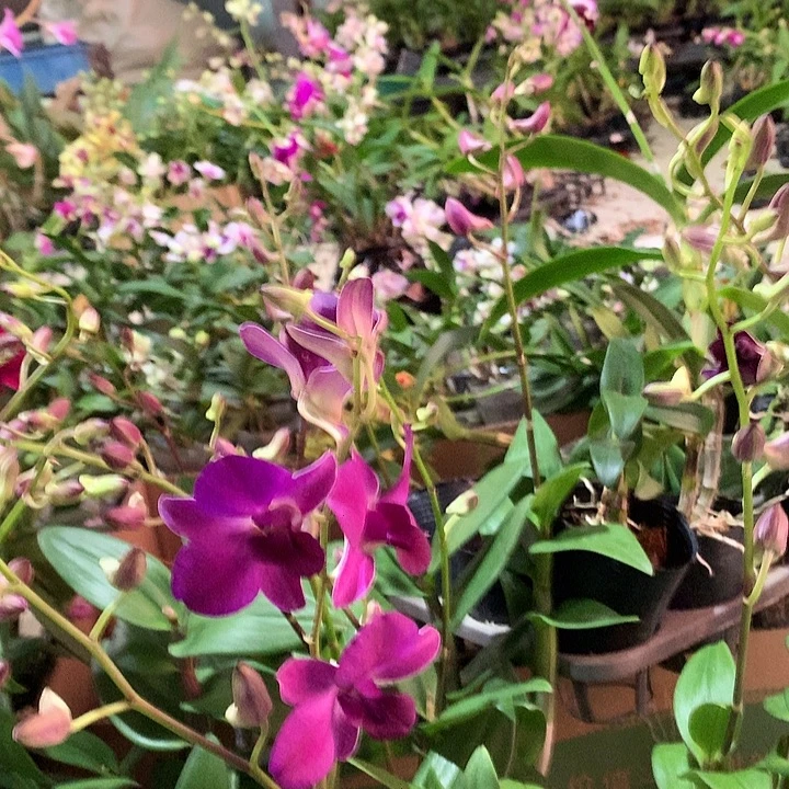 完全开放紫泰牛大小2苗以上裸根发花叶不包损