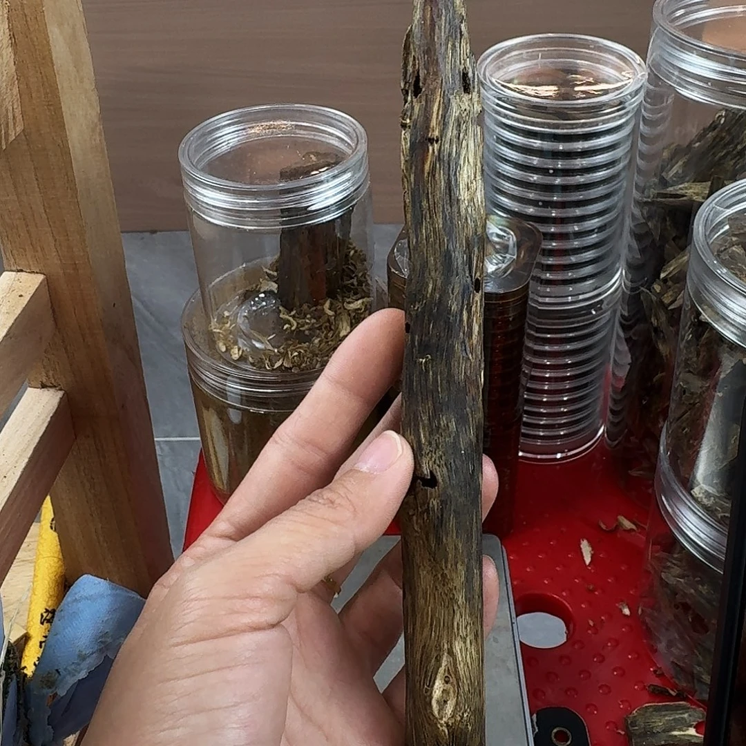 香料绿奇楠虫漏白棋24克