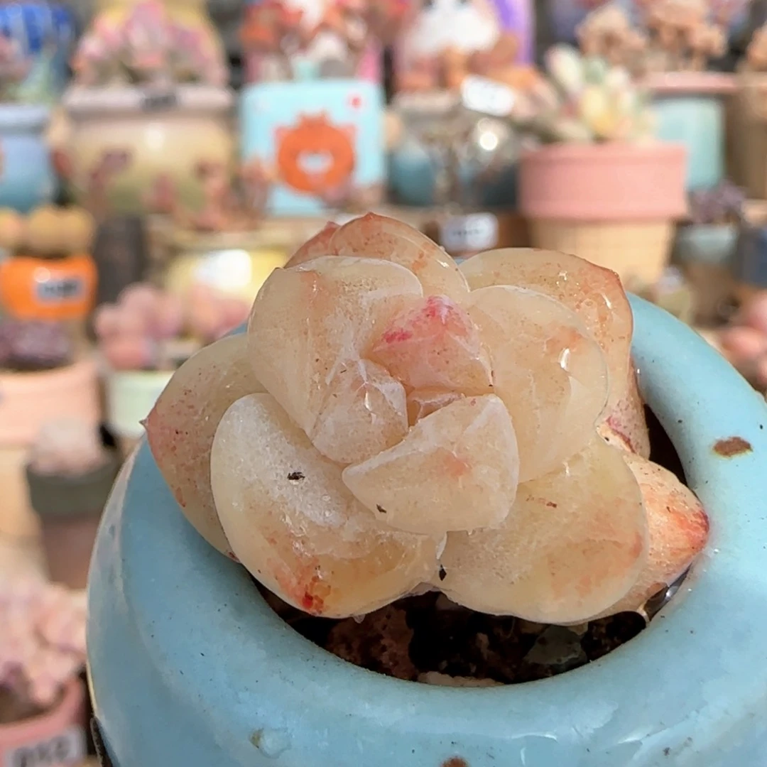 优选 石化冰玉 一物一拍