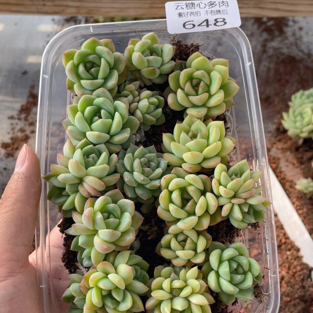 云糖心多肉植物648