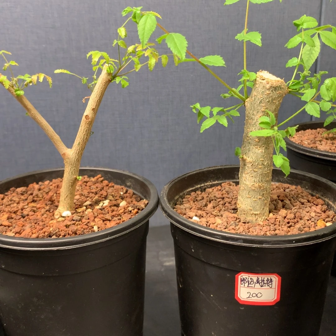 养****）保利➕朗迪带盆发货