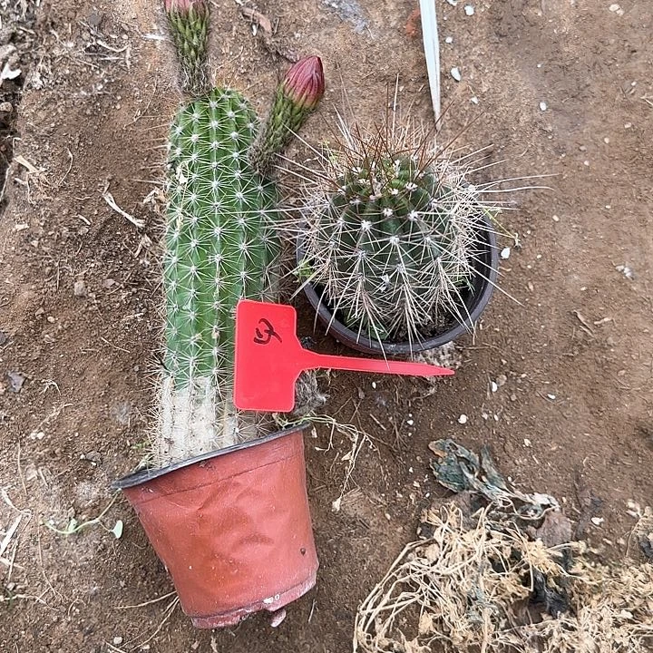 张*多50号毛花柱一组瑕疵的25的