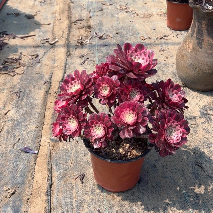 6红铜壶白多肉多肉多肉