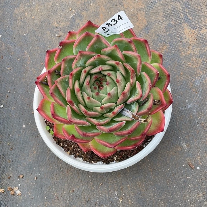 若如东云单拍A834