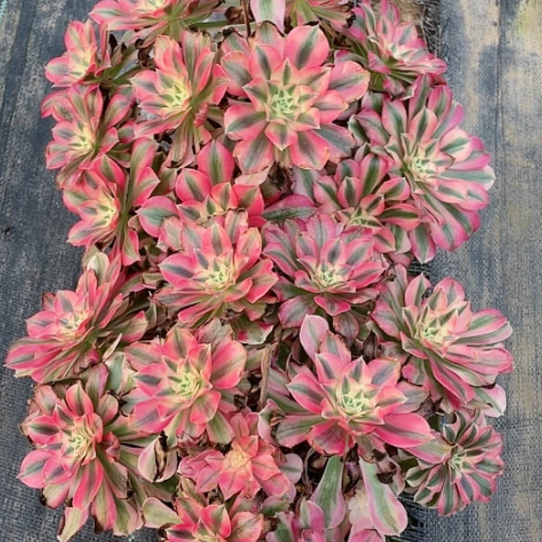 【闪购商品】法师好看也好养