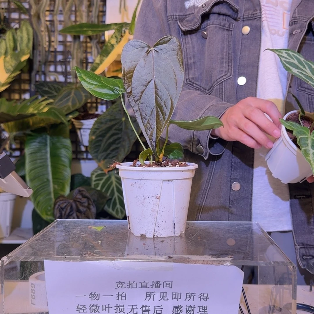 完全开放F687  女王之星