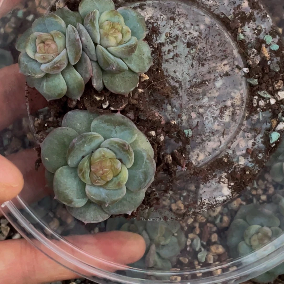 小***涵OTO多肉切糕优选DY1350