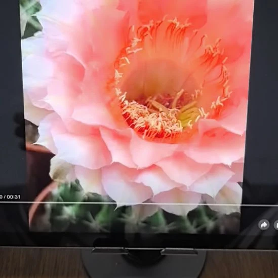 香香的2525侧芽3公分左右