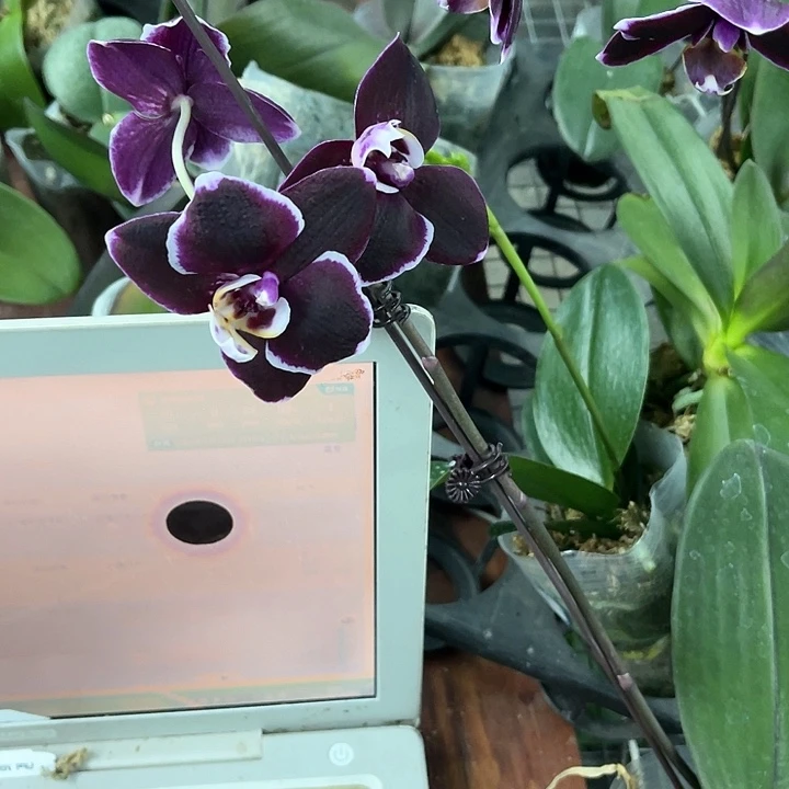 旁*者哈爸带花发货3.0