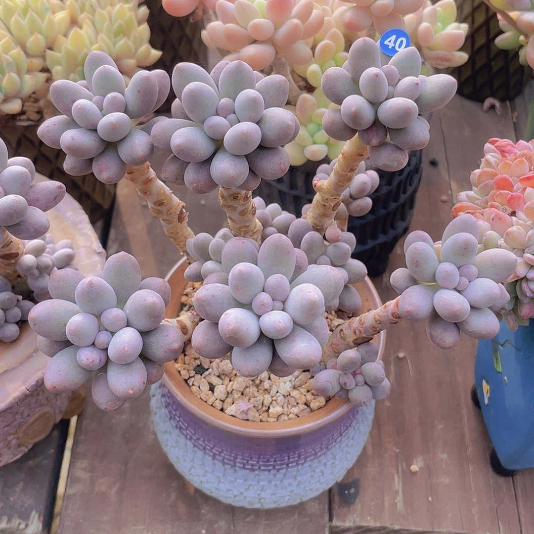 糖豆 冠服15左右的