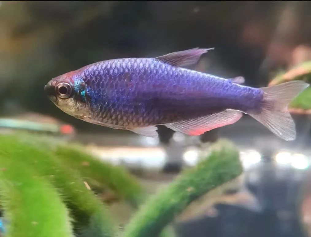 超级蓝国王小型热带淡水鱼灯科小鱼高端小鱼观赏鱼活体小鱼好养鱼