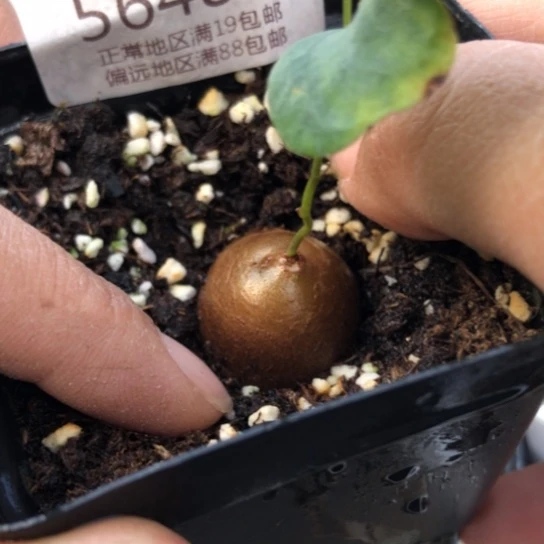 5648，2.3厘米龟甲龙特价