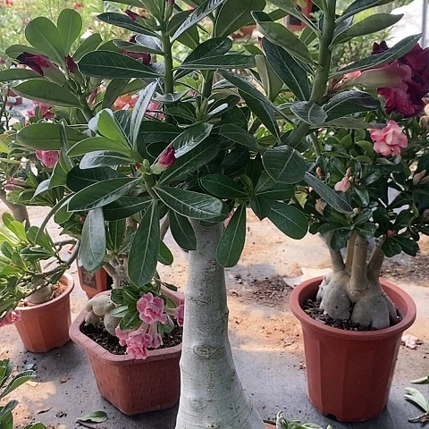【闪购商品】无花朵舒*