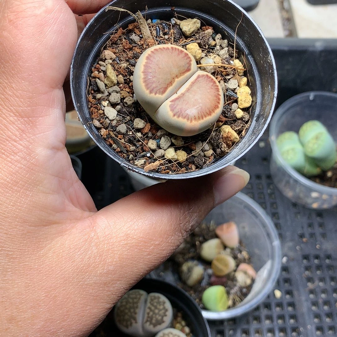 钟*G378多肉植物保护