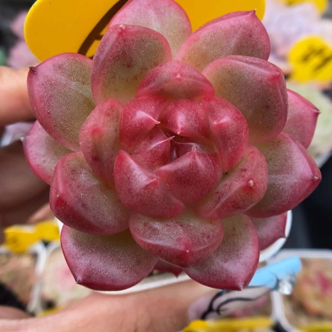 油透珍妮可拍611号。