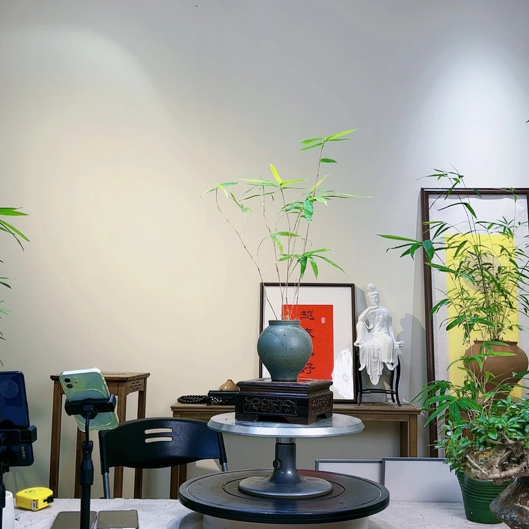 火*珊老桩精品竹盆景