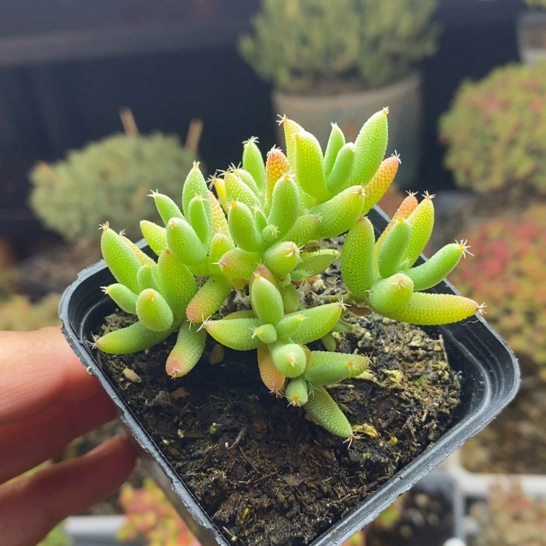 烟**蒙949号实生玉米枝干多肉