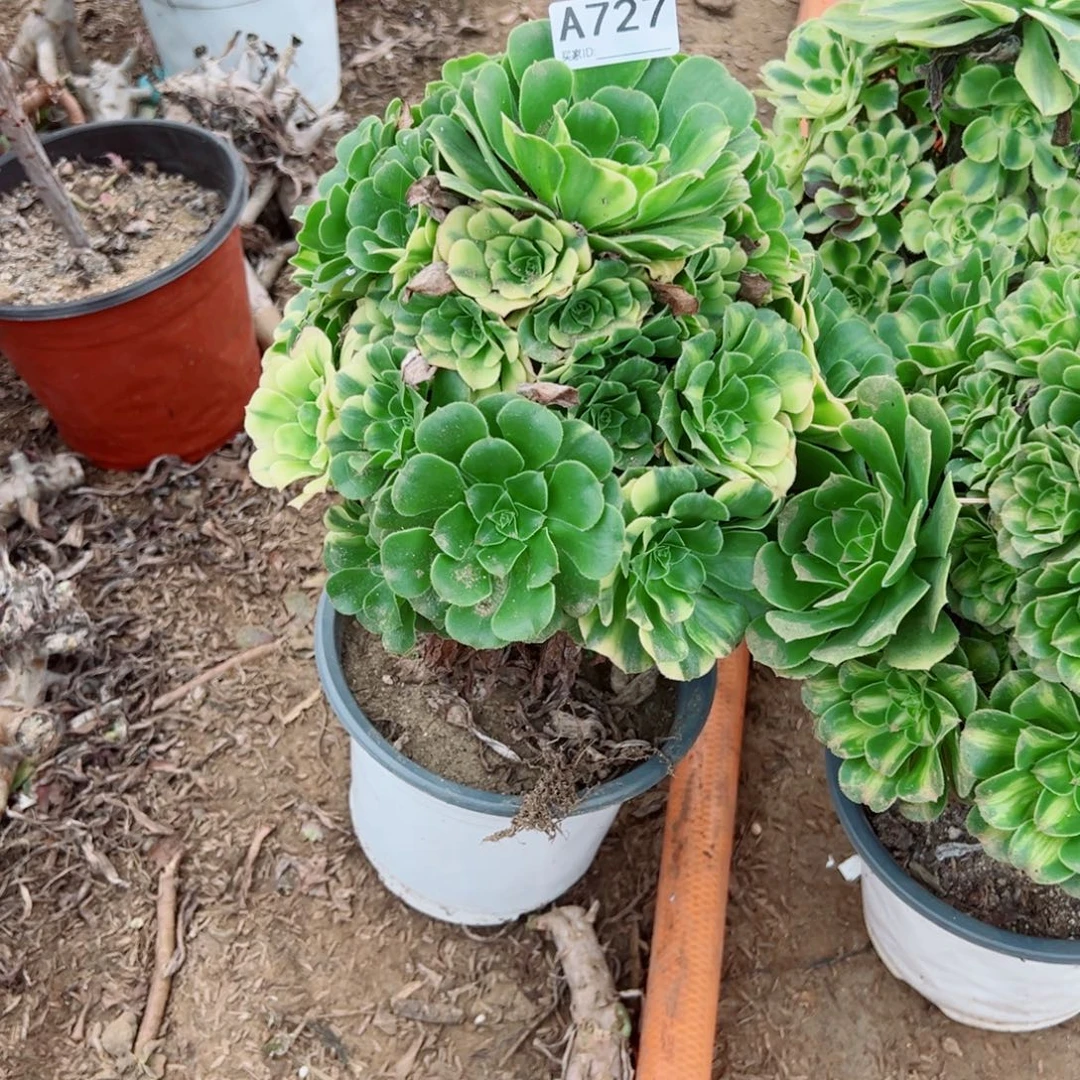 727五彩琉璃多肉植物法师多肉