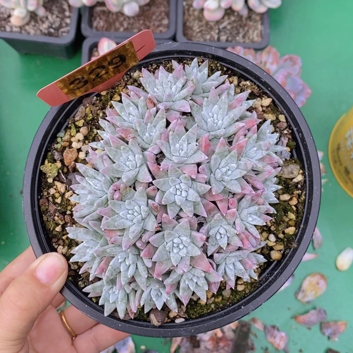 白菊自然群329一颗