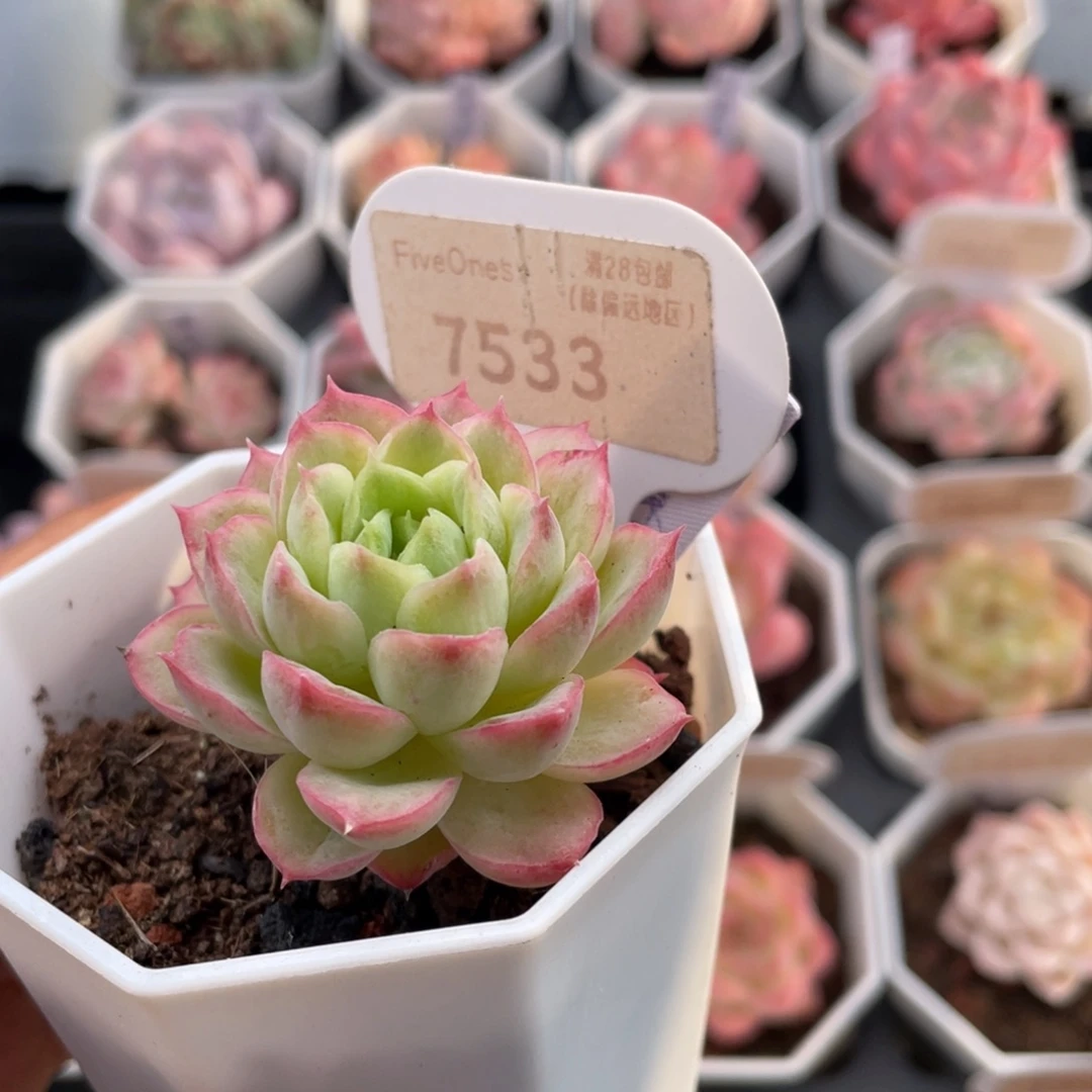 酸橙辣椒7533-4.5厘米