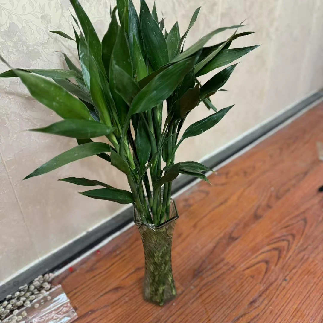 西藏包邮绿源鲜花包邮·富贵竹 平安竹 转运竹