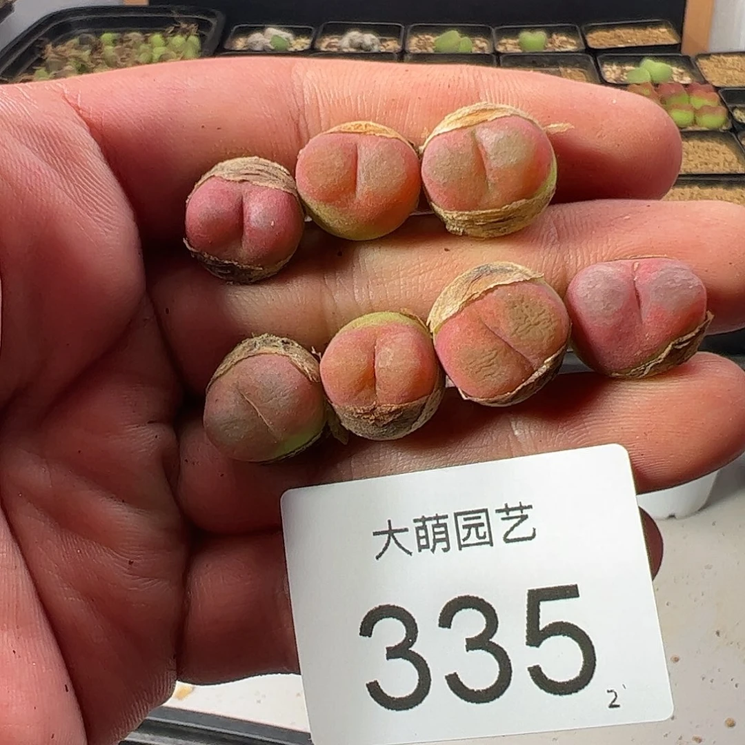 一物一拍。       335