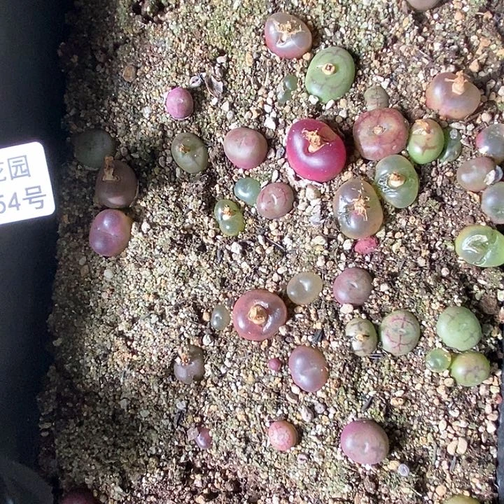 桃喜花园0207-54杂交一筐