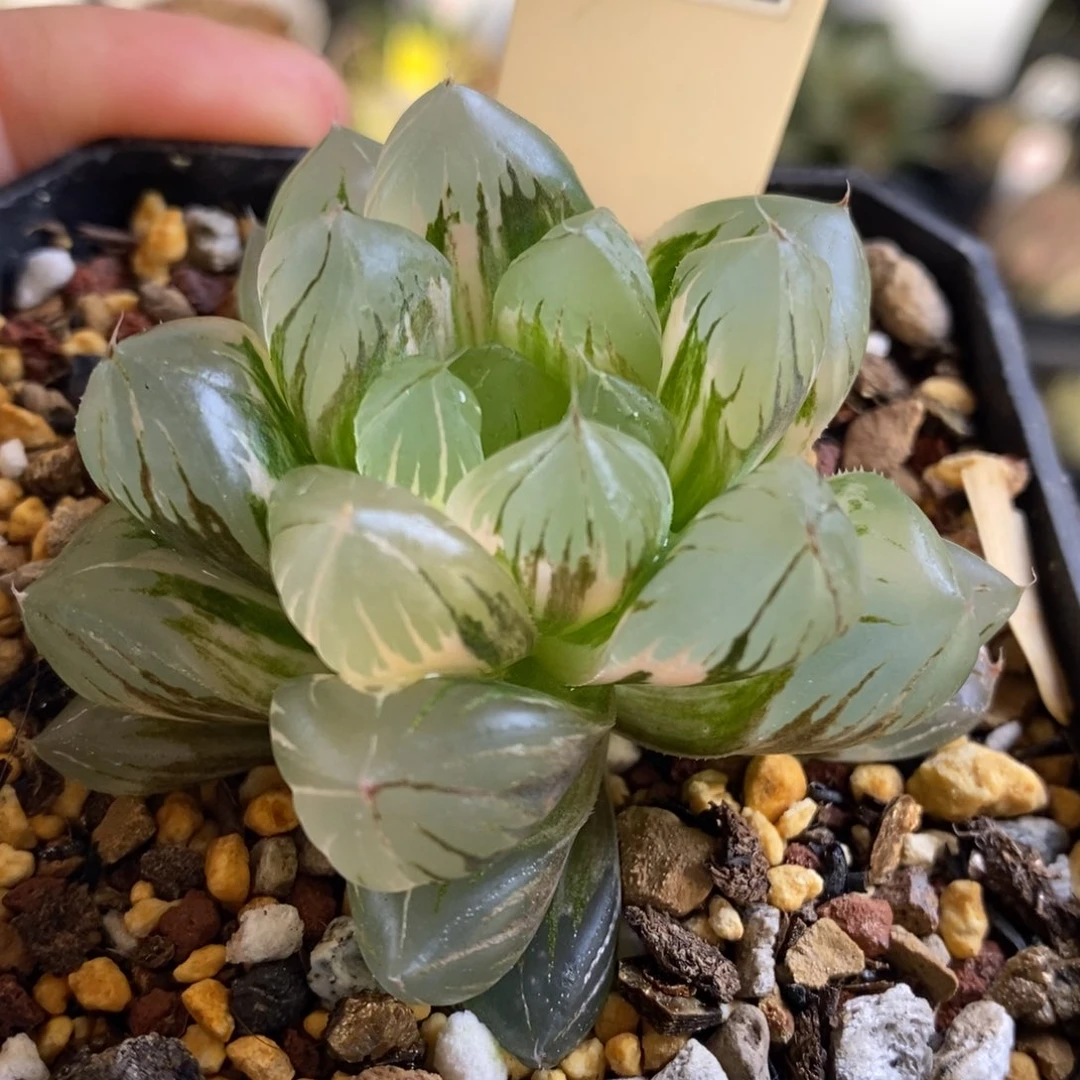 65号水晶x冰川玉露锦