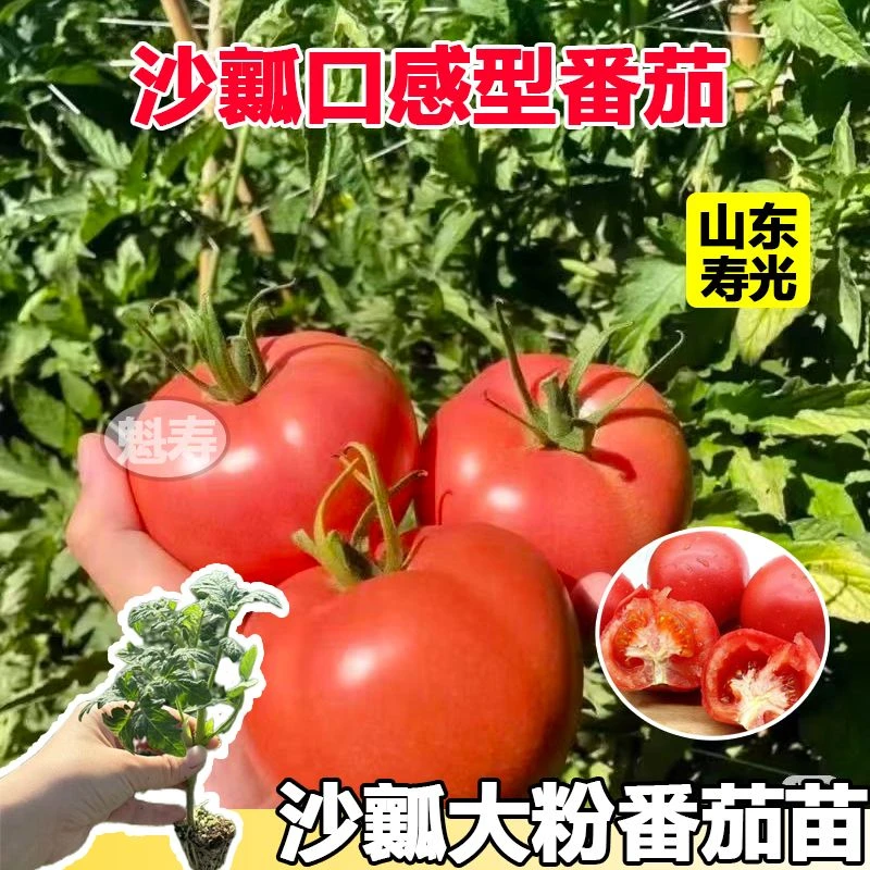 沙瓤爆甜多汁大粉番茄苗秧西红柿圣女果粉冠种子带土球四季蔬菜苗
