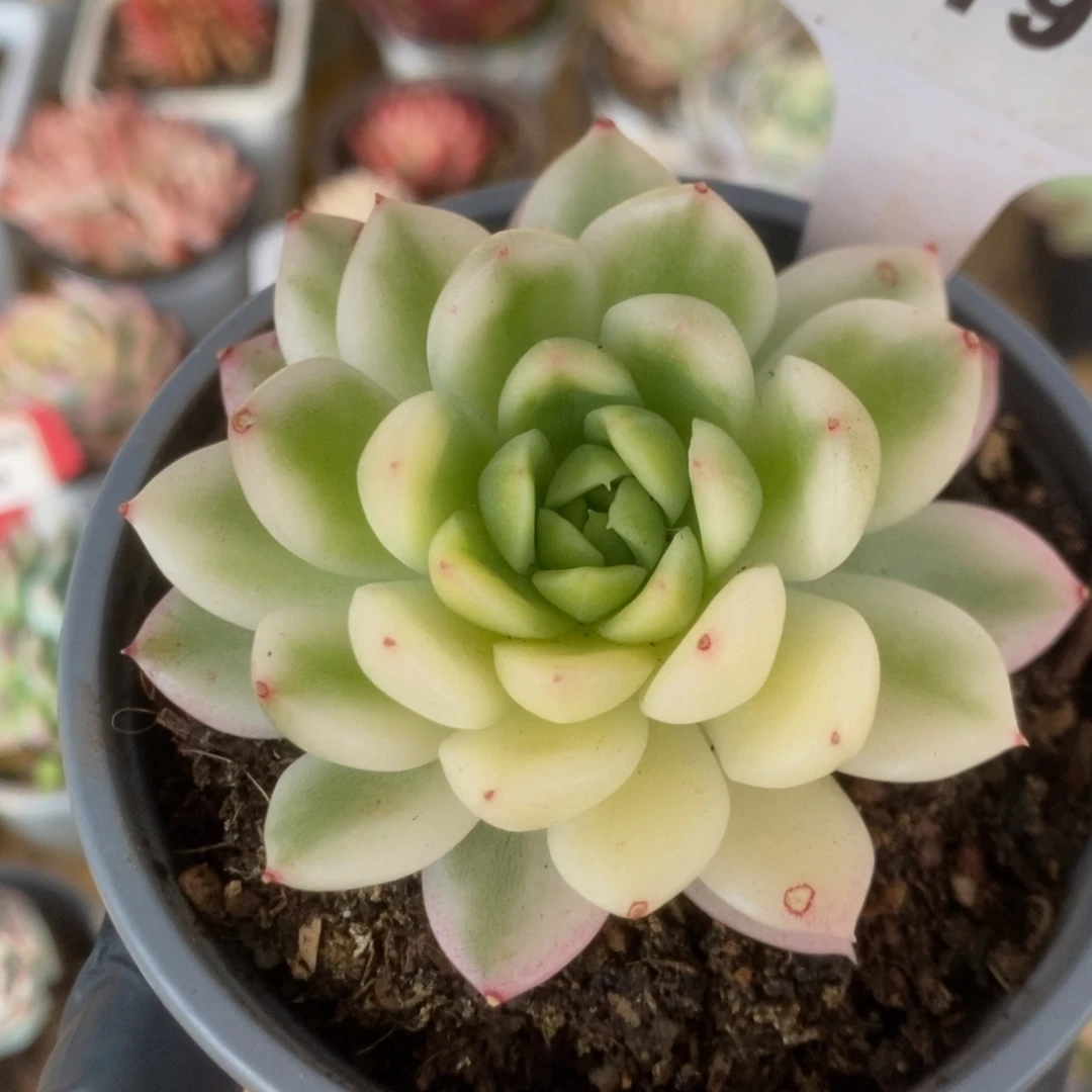 219西亚锦锦锦锦锦