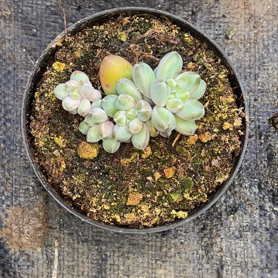 安***身1307号早上多肉植物群生多肉