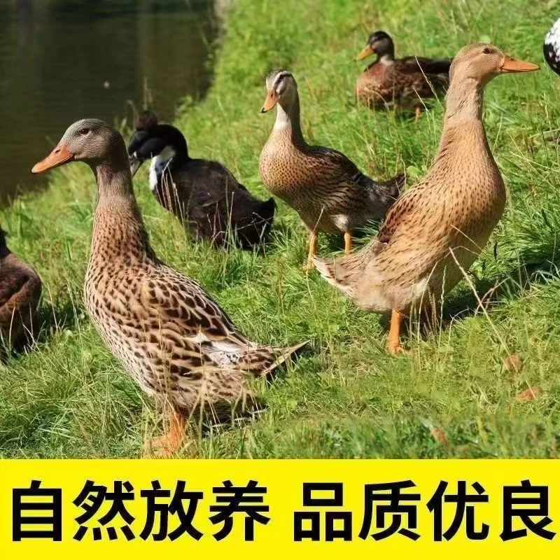 Z精选3只自然生长土麻鸭五谷喂养新鲜宰杀顺丰/京东无掌翅无内脏