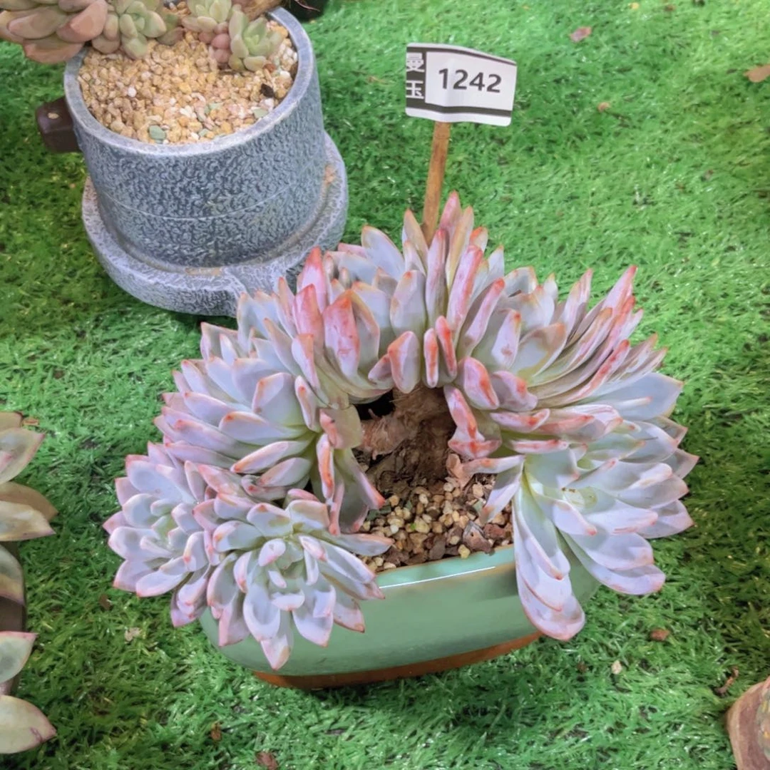 橙梦露朵朵缀1242