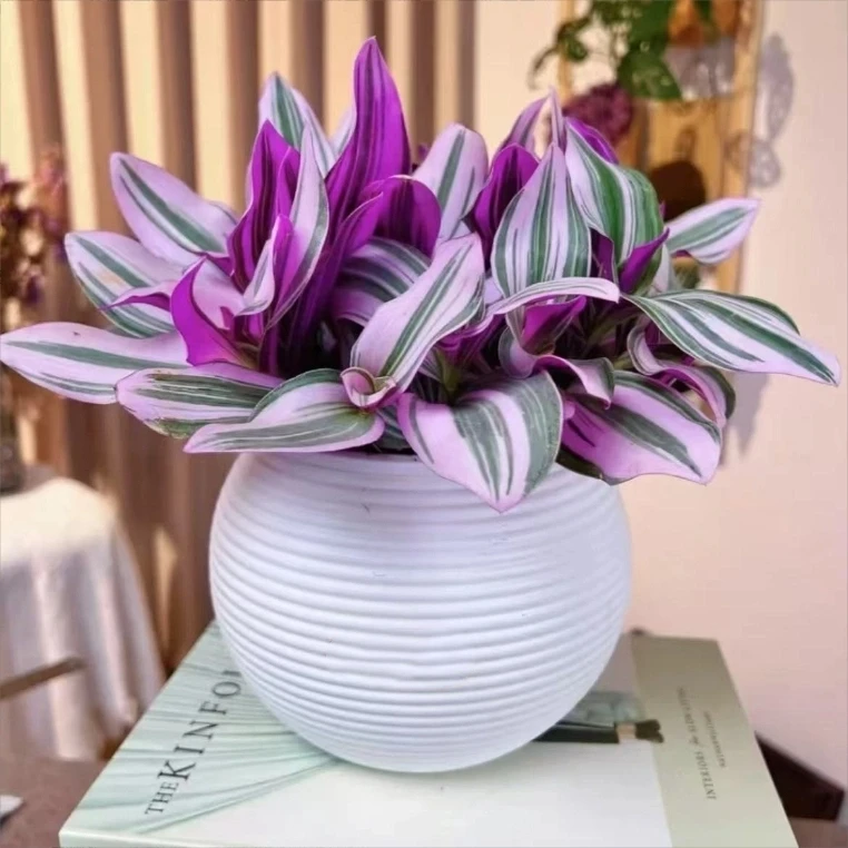 【特价福利】油画婚礼吊兰水培植物室内阳台办公桌好养四季扦插绿植