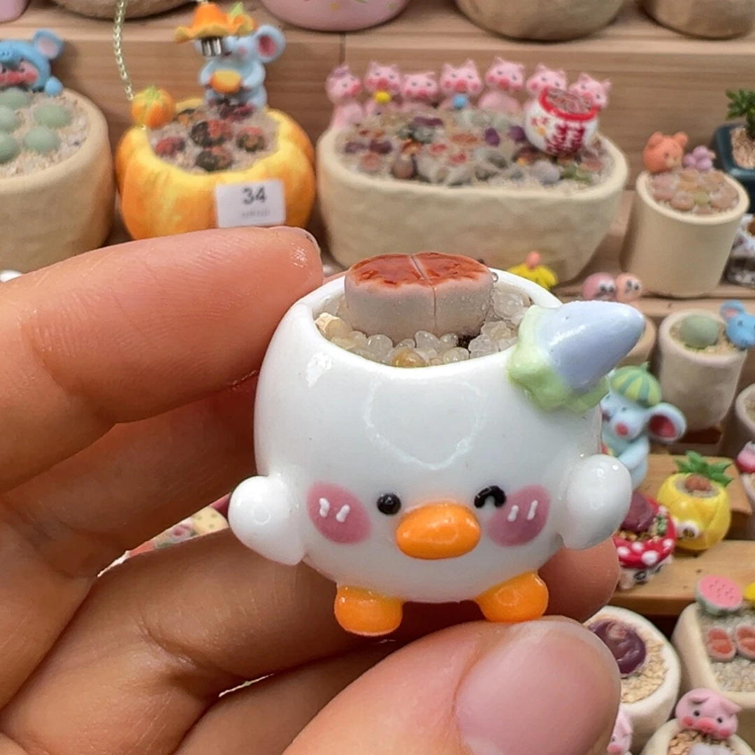 多肉植物86号拇指盆