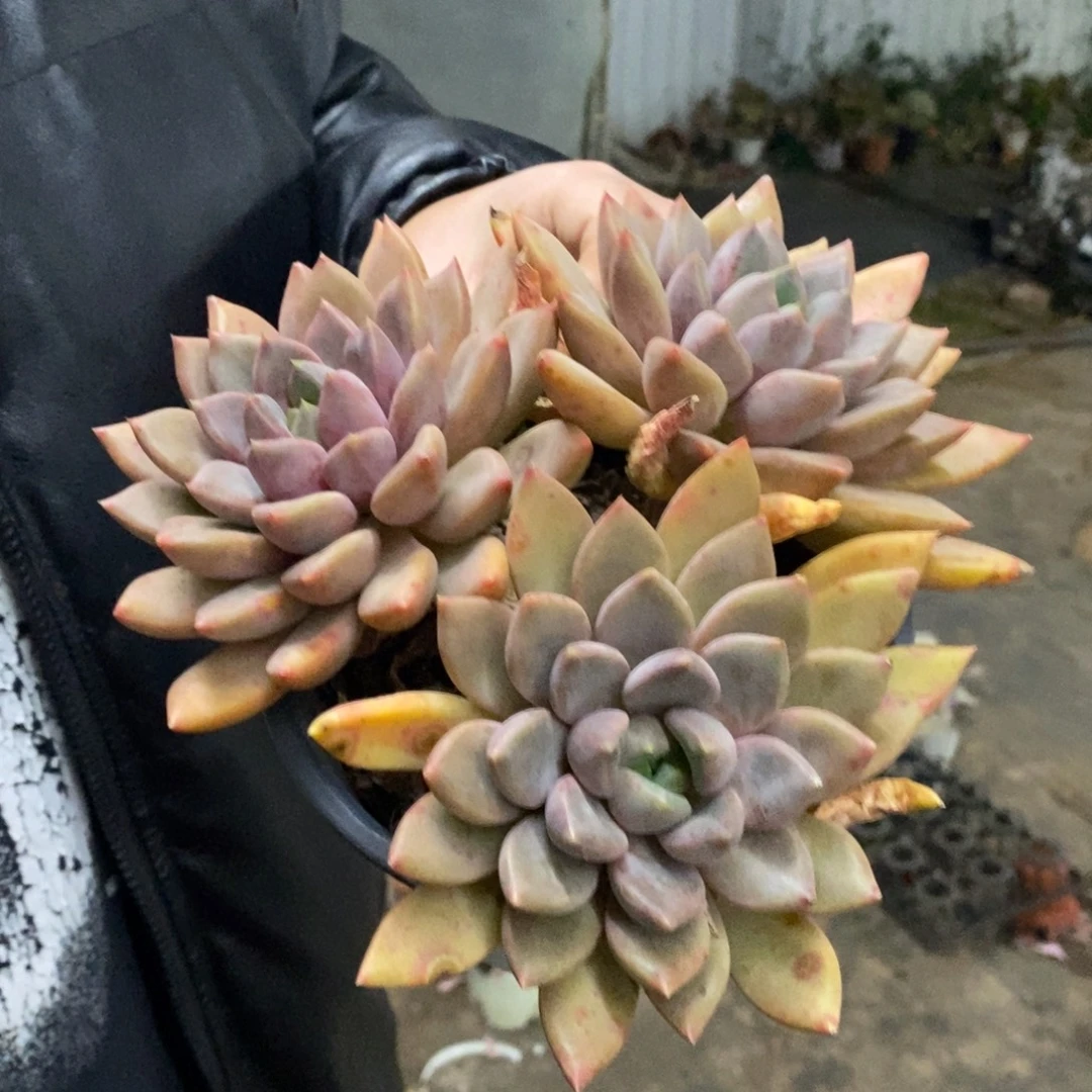 红象牙三大头起发，160杯