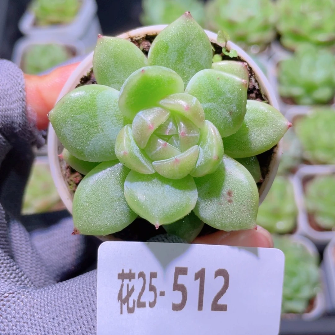 花利美25-512新品珍妮