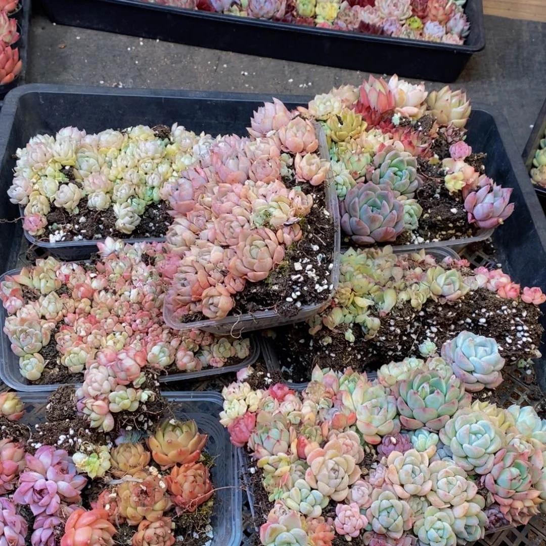 349多肉植物纤维面膜的功效