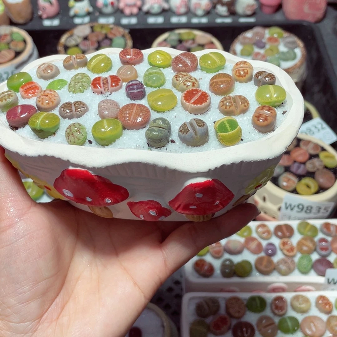 w9852 带盆土发货-零下地区拍保温箱