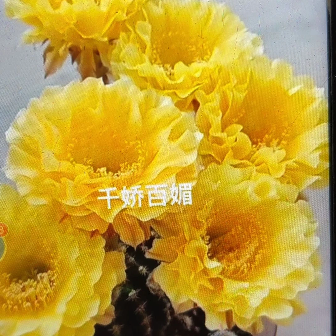 娇媚彩侧牙20包邮