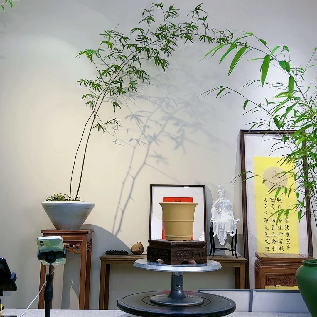 慧**子老桩精品竹盆景