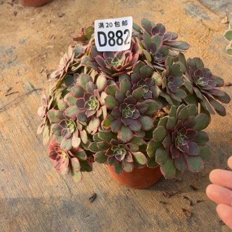 882粉花妖不包断枝