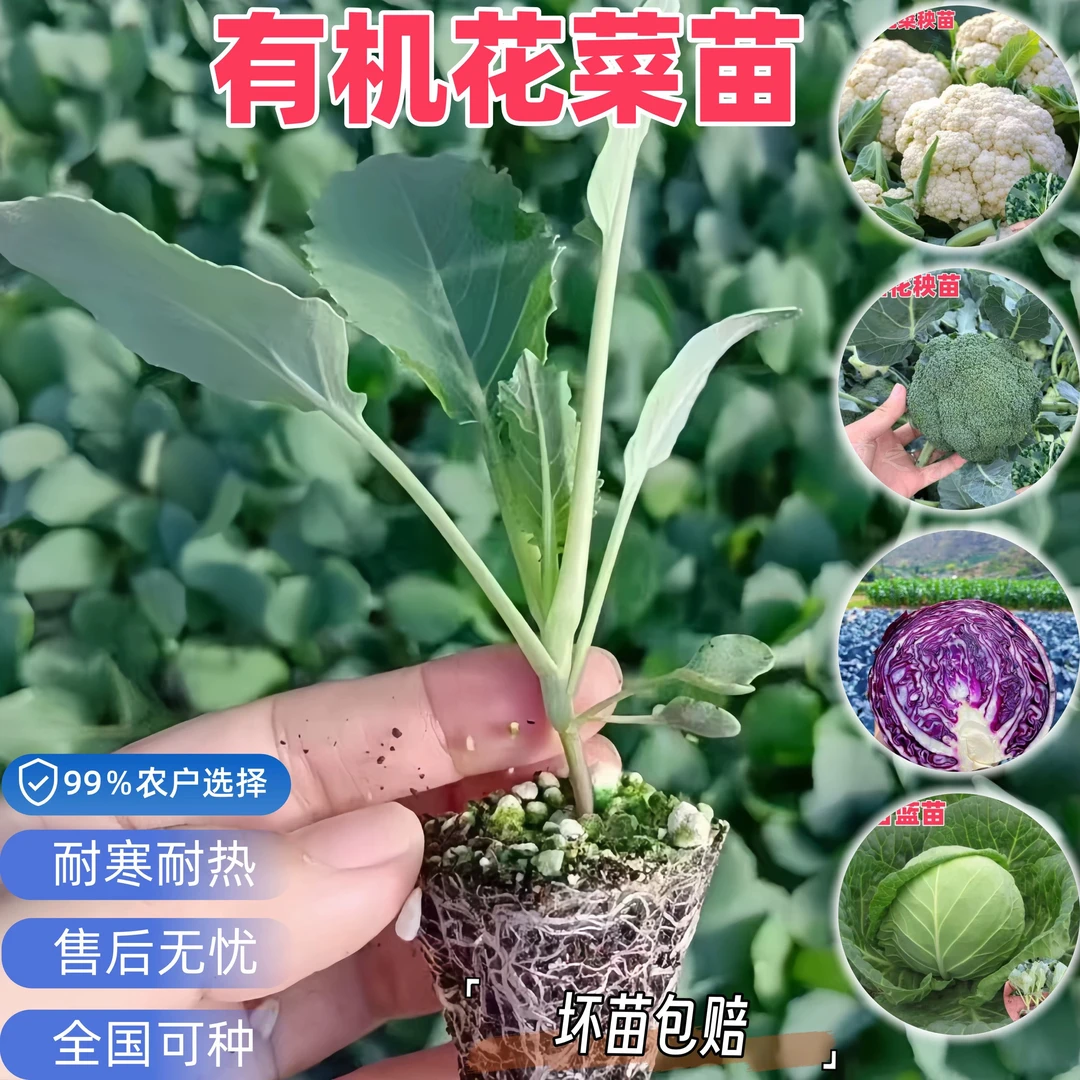 菜花苗花菜苗西蓝花苗包菜苗西兰花苗西蓝花苗翠绿口感甘蓝苗耐热