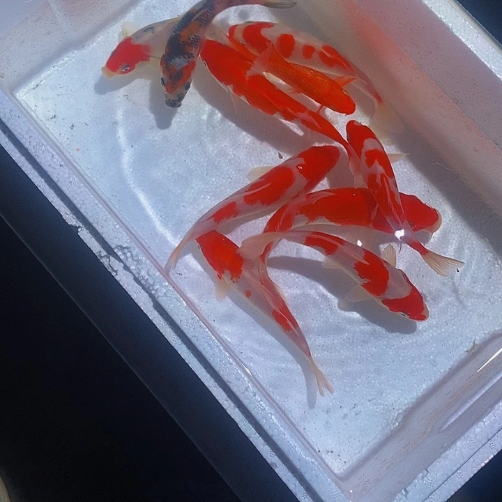 甜****锦鲤锦鲤活鱼开箱包活