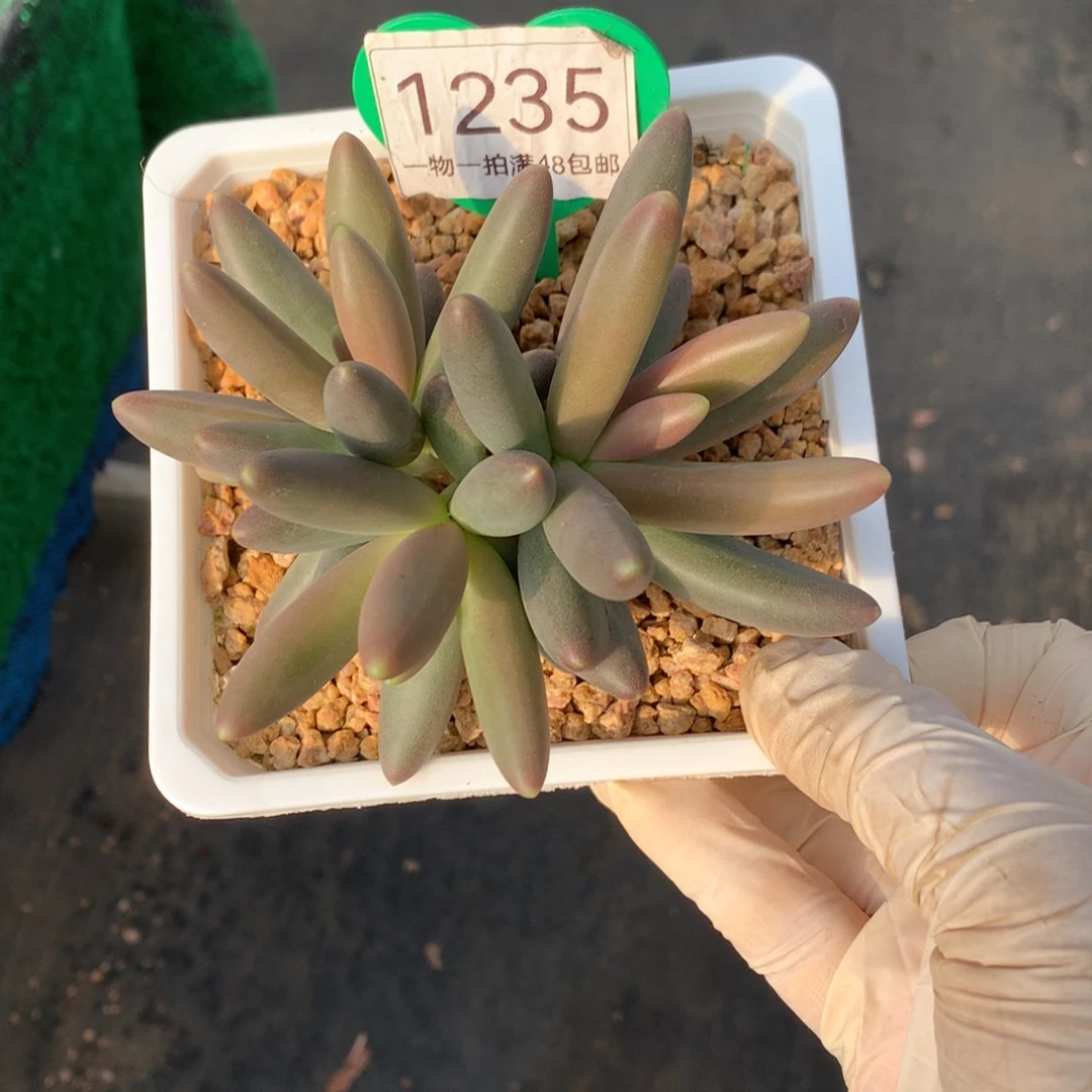 彩体烟花一物一拍1235