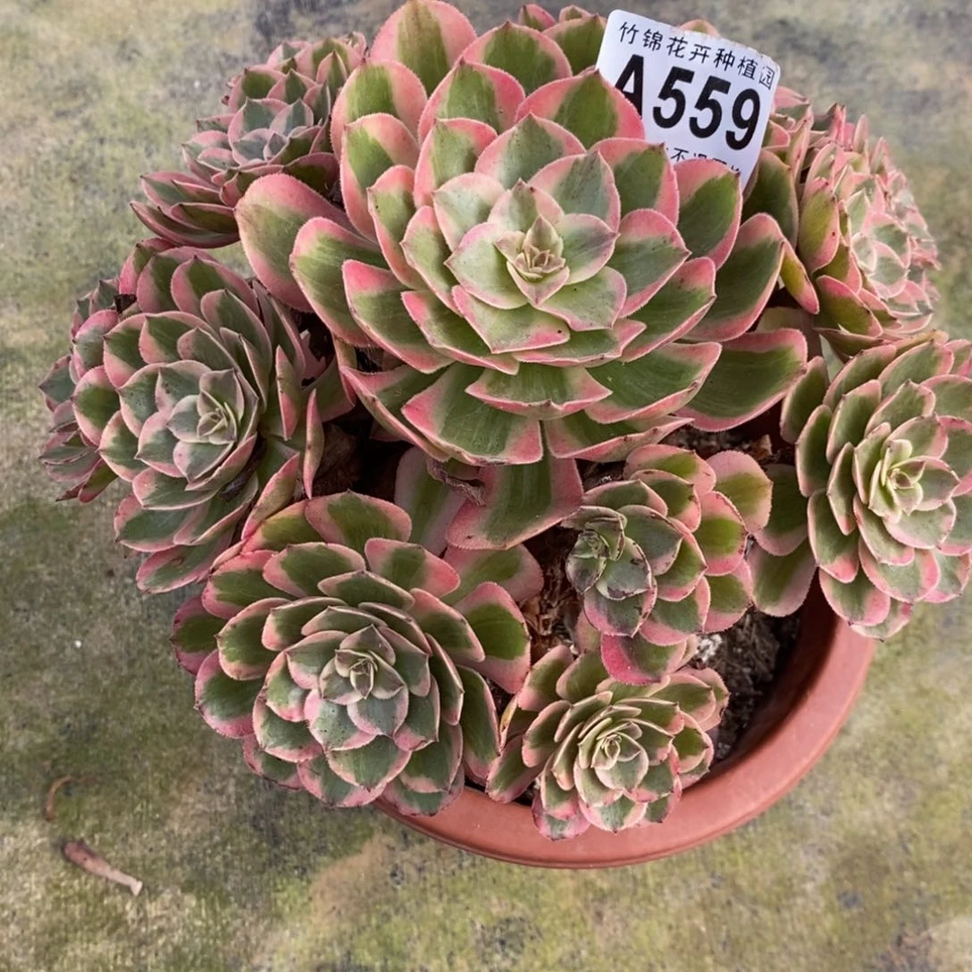云合有瑕疵小棵559