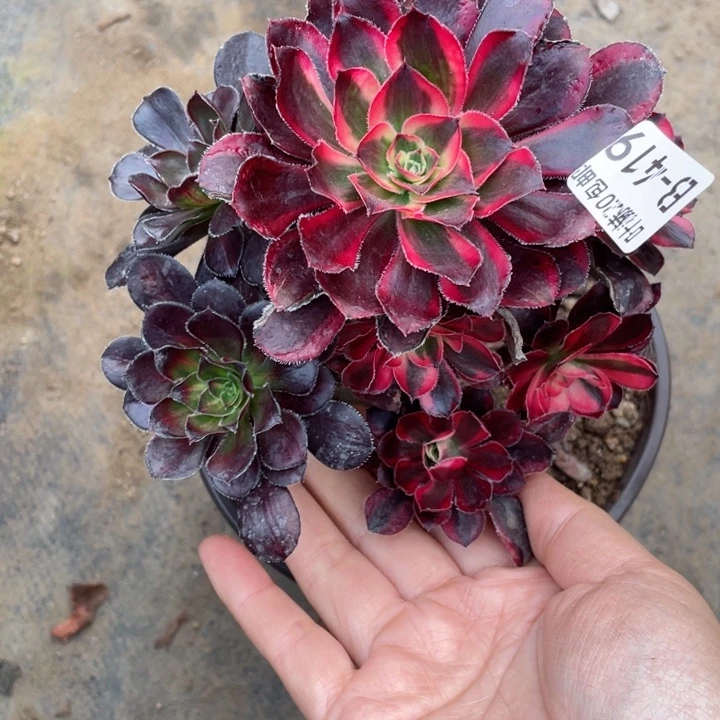 419香多肉12345678根少