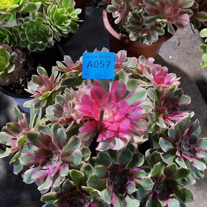 孔雀翎057拖土法师