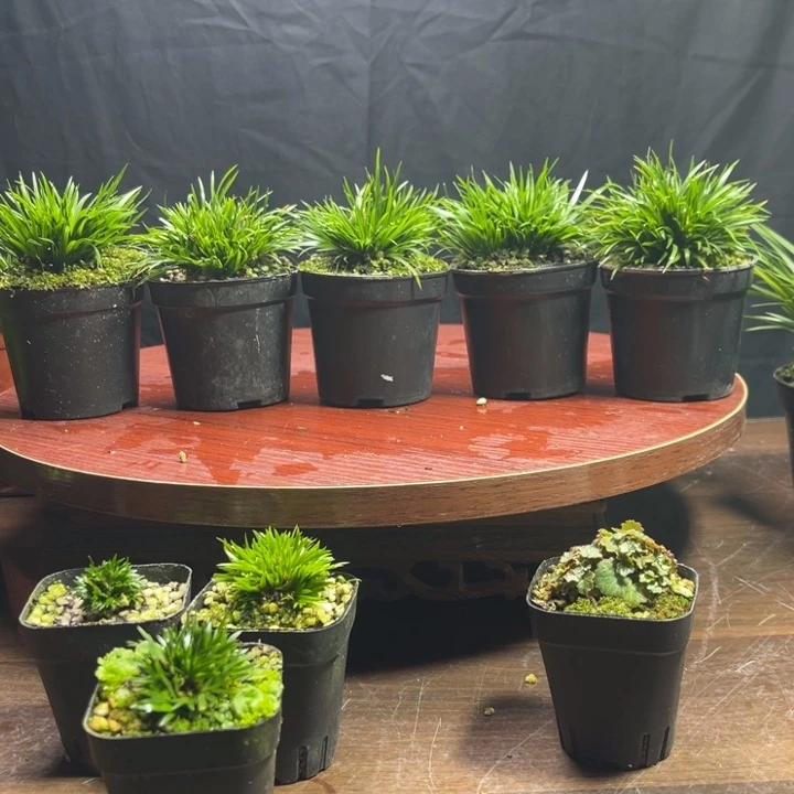 【闪购商品】红陶蝸*